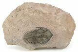 Metacanthina Trilobite - Top Quality Preparation #243928-5